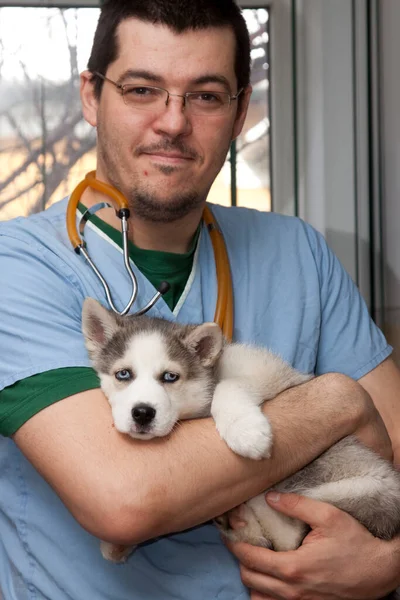 Examining Dog Vet Clinic — Stockfoto