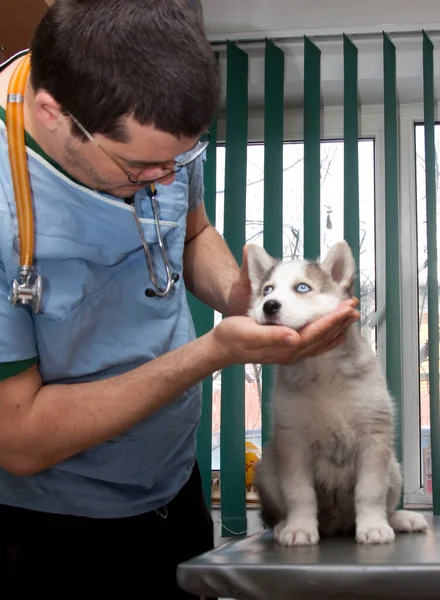 Examining Dog Vet Clinic — Foto de Stock