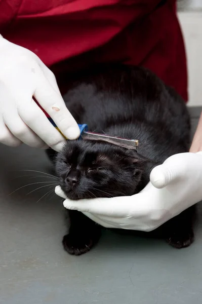 Mignon Petit Chat Noir Vétérinaire Clinique — Photo