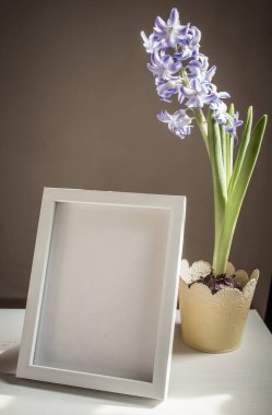 Paskalya baharı hala hayat. Kart maketi, saksıda sümbül, İskandinav iç mimarisi.