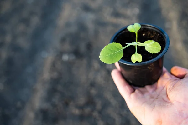 Plántulas Mano Maceta Primavera — Foto de Stock