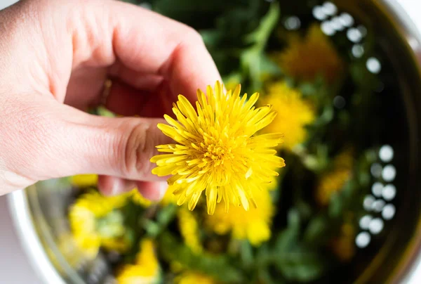 Fleurs Pissenlit Jaune Frais Utilisées Phytothérapie — Photo
