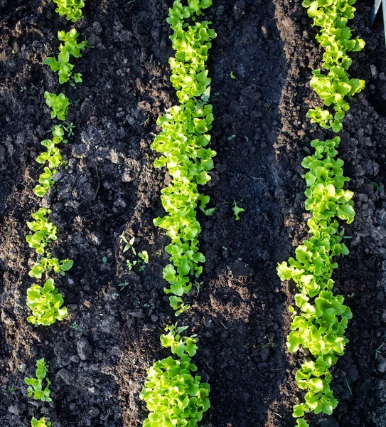 Reihe Von Frischem Grünen Salat Wächst Bio Gärtnern — Stockfoto