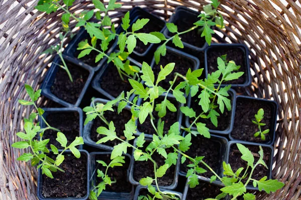 Mudas Tomate Uma Cesta Jardinagem Orgânica — Fotografia de Stock