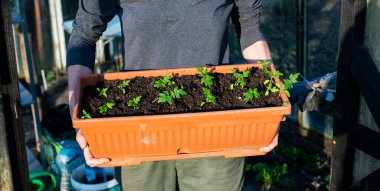 Elinde domates fideleri, organik bahçe işleri.