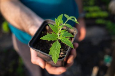 Elinde domates fideleri, organik bahçe işleri.