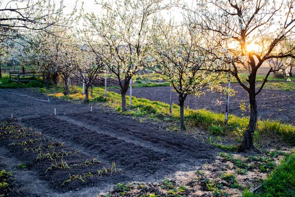 Biologische Tuin Het Voorjaar Met Bloeiende Bomen — Stockfoto