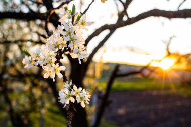 İlkbaharda çiçek açan erik ağaçları