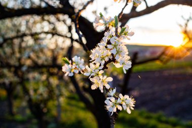 İlkbaharda çiçek açan erik ağaçları