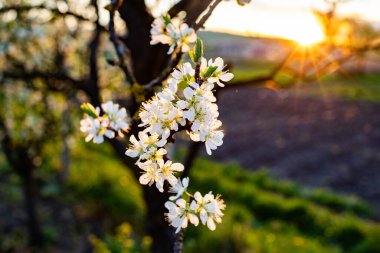 İlkbaharda çiçek açan erik ağaçları