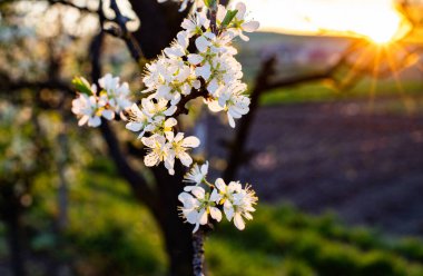 İlkbaharda çiçek açan erik ağaçları