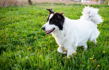 Mutlu beyaz çoban köpeği gün batımında çayırda