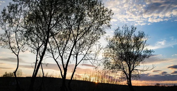 Árvores Fundo Céu Por Sol — Fotografia de Stock
