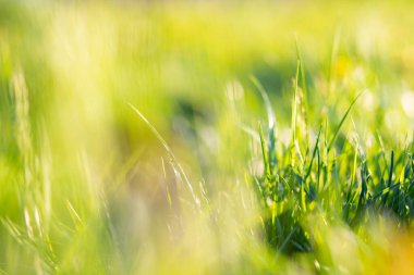 yeşil çimen yaz arkaplanı sığ alan derinliği