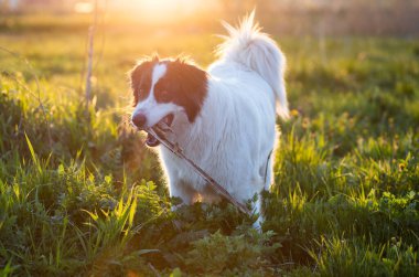 Mutlu beyaz çoban köpeği gün batımında çayırda