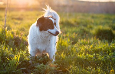 Mutlu beyaz çoban köpeği gün batımında çayırda