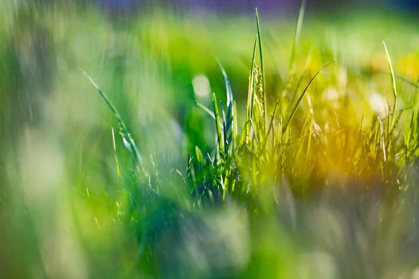 Πράσινο Γρασίδι Καλοκαιρινό Φόντο Ρηχό Βάθος Πεδίου — Φωτογραφία Αρχείου