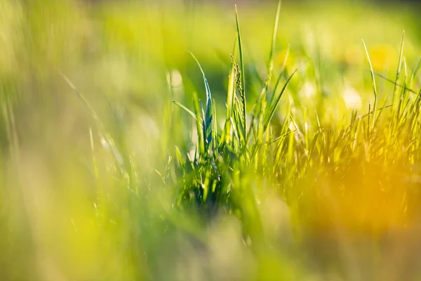 Groen Gras Zomer Achtergrond Ondiepe Diepte Van Het Veld — Stockfoto