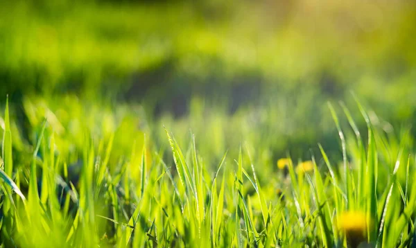 Groen Gras Zomer Achtergrond Ondiepe Diepte Van Het Veld — Stockfoto