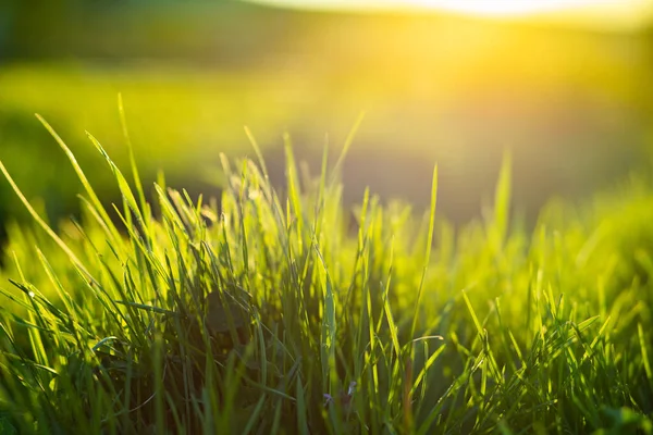 Grama Verde Fundo Verão Profundidade Rasa Campo — Fotografia de Stock