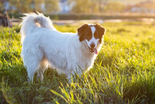 Szczęśliwy Biały Pies Pasterski Łące Zachodzie Słońca — Zdjęcie stockowe