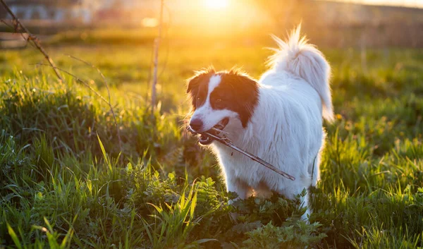 Šťastný Bílý Ovčák Pes Louce Při Západu Slunce — Stock fotografie