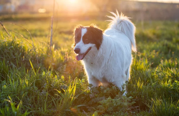 黄昏时分 快乐的白牧羊犬在草地上 — 图库照片