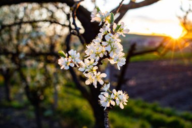 İlkbaharda çiçek açan erik ağaçları