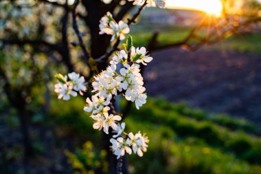 İlkbaharda çiçek açan erik ağaçları