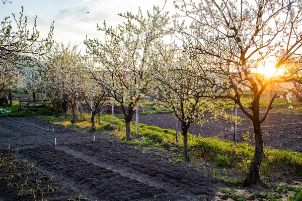 Biologische Tuin Het Voorjaar Met Bloeiende Bomen — Stockfoto