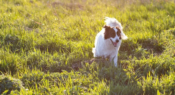 Cão Pastor Branco Feliz Prado Pôr Sol — Fotografia de Stock