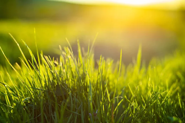 Groen Gras Zomer Achtergrond Ondiepe Diepte Van Het Veld — Stockfoto