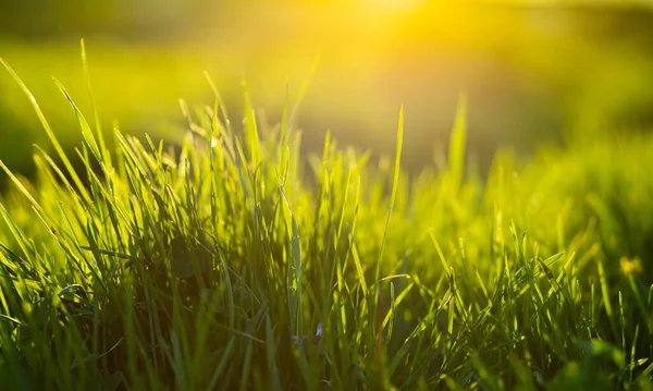 Herbe Verte Fond Été Faible Profondeur Champ — Photo