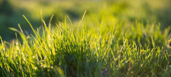 Groen Gras Zomer Achtergrond Ondiepe Diepte Van Het Veld — Stockfoto