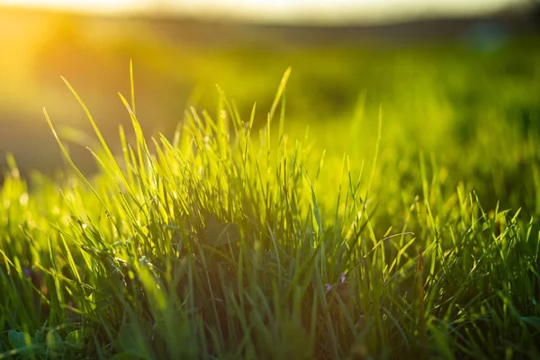 Herbe Verte Fond Été Faible Profondeur Champ — Photo