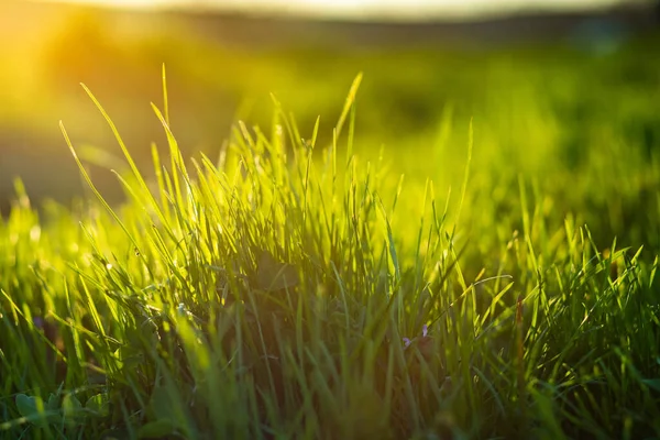 Green Grass Summer Background Shallow Depth Field — Stock Photo, Image