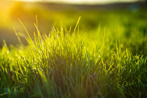 green grass summer background shallow depth of field