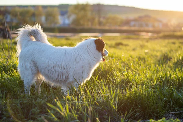 Mutlu Beyaz Çoban Köpeği Gün Batımında Çayırda — Stok fotoğraf