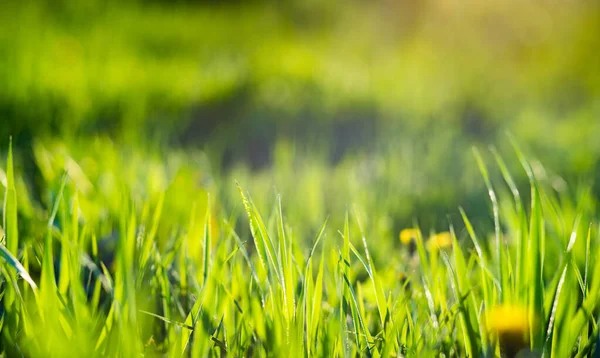 Green Grass Summer Background Shallow Depth Field — Stock Photo, Image