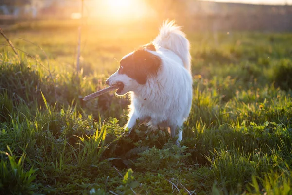黄昏时分 快乐的白牧羊犬在草地上 — 图库照片