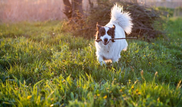 Glücklicher Weißer Schäferhund Auf Der Wiese Bei Sonnenuntergang — Stockfoto