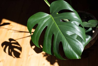 Yazın bir evde Monstera bitkisi 
