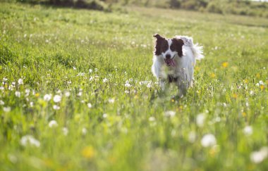 Beyaz çoban köpeği dışarıda eğleniyor.