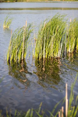 Yazın göl kenarında sazlıklar