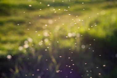 Gün batımında yaz alanının soyut bokeh arkaplanı