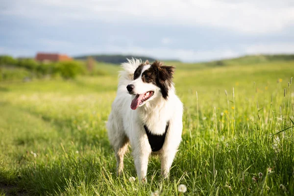 Biały Pies Pasterz Korzystających Zewnątrz — Zdjęcie stockowe