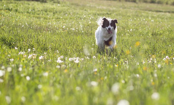 Weißer Schäferhund Genießt Die Natur — Stockfoto