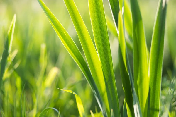 Closeup Reeds Summer — Stockfoto