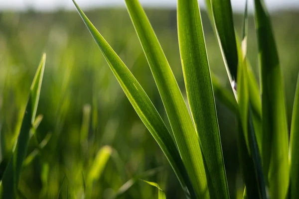 Close Reeds Verão — Fotografia de Stock