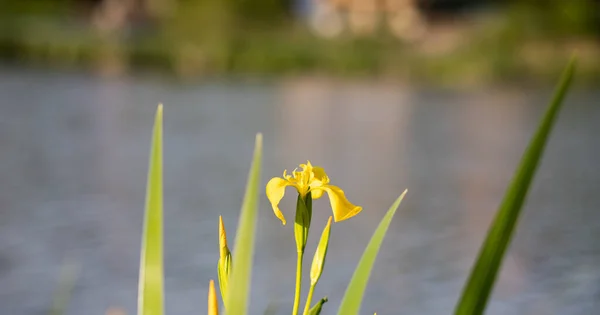 Vass Sommaren Vid Sjön — Stockfoto